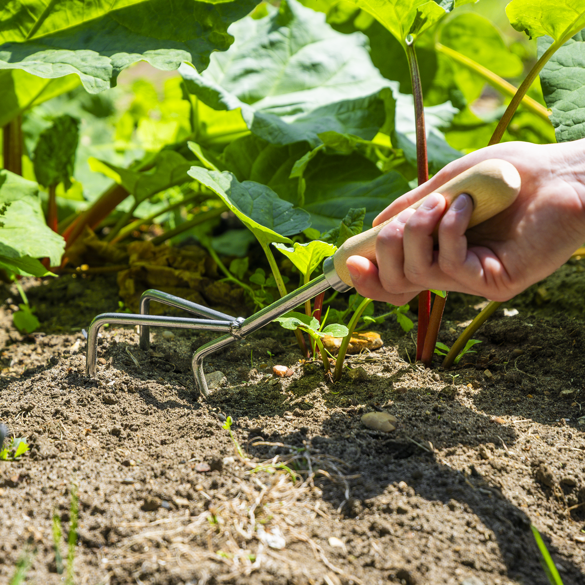 Premier GTWH005 Premier Cultivator with Short Ash Handle & Stainless Steel Tines