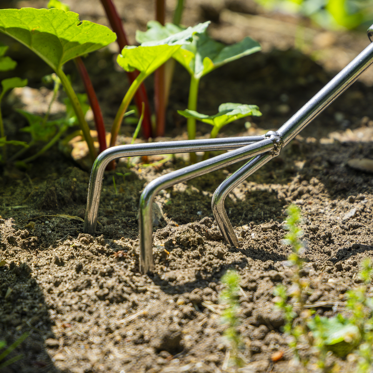 Premier GTWH005 Premier Cultivator with Short Ash Handle & Stainless Steel Tines