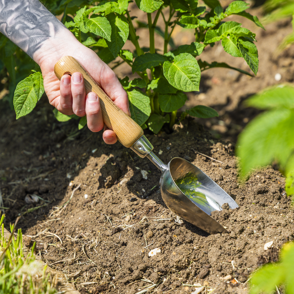 Premier GTWH006 Premier Garden Scoop with Ash Handle & Stainless Steel Head