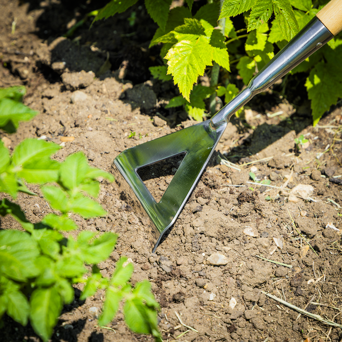 Premier GTWH013 Premier Dutch Hoe with Long Ash Handle & Stainless Steel Blade