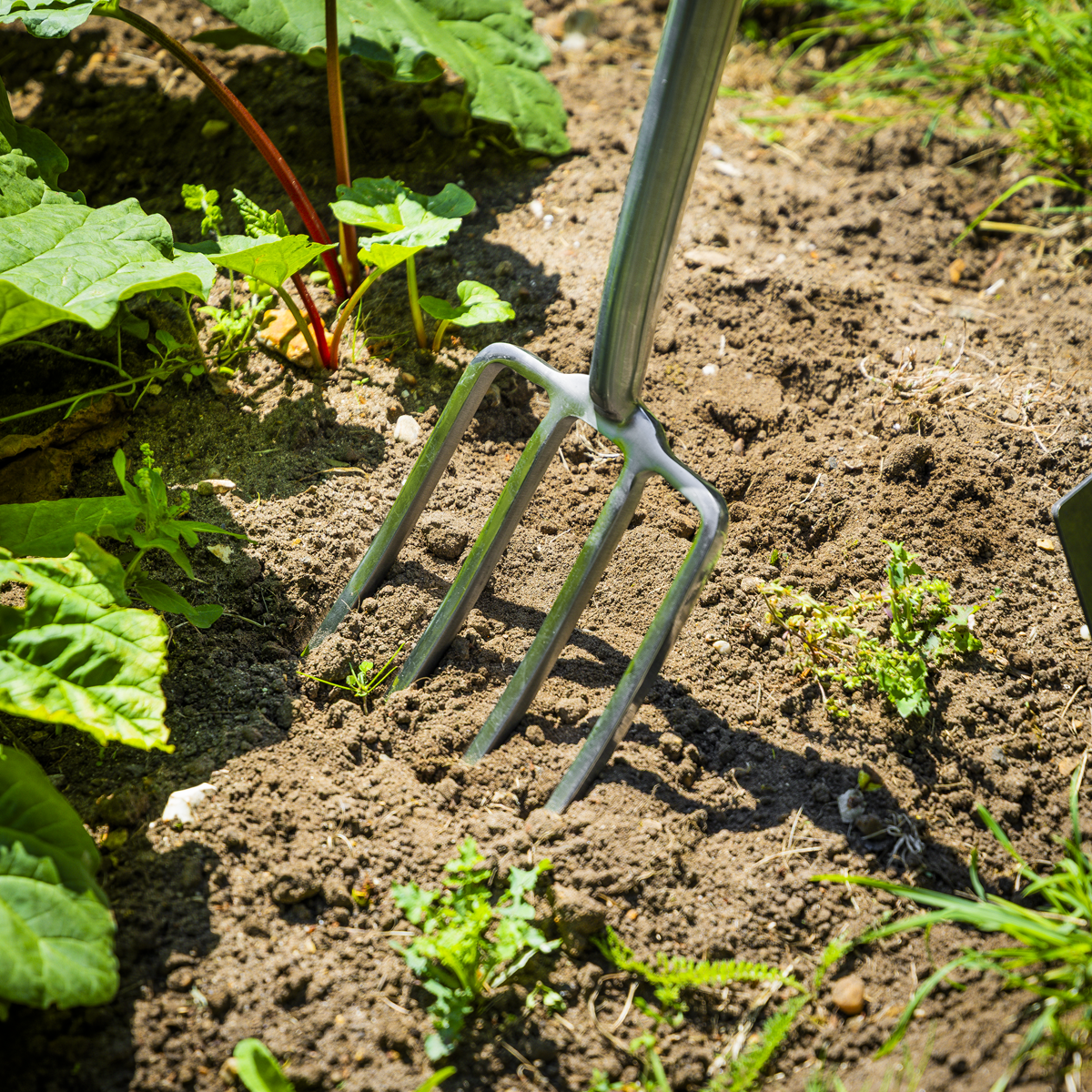 Premier GTWH018 Premier Border Fork with Ash Handle & Stainless Steel Tines