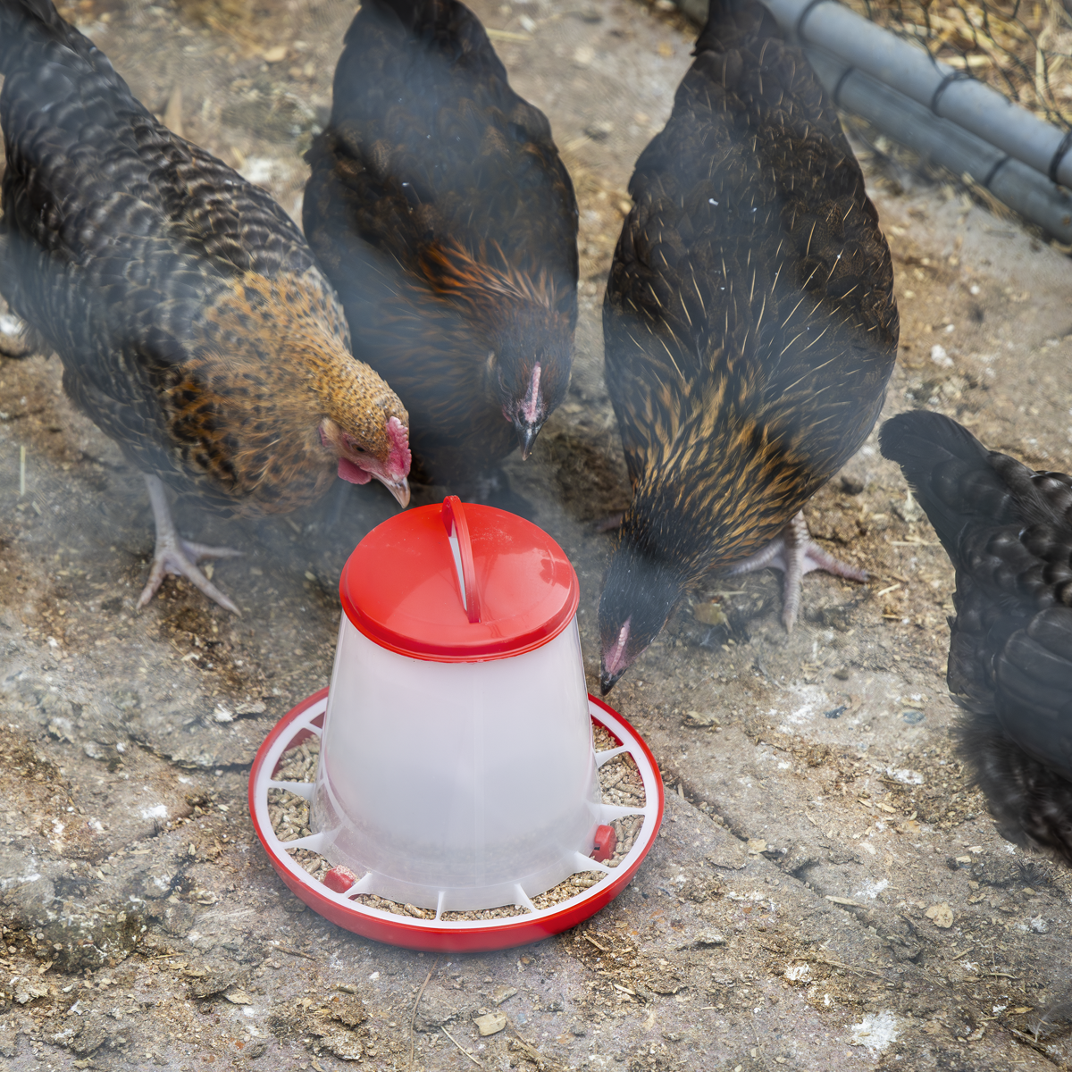 Sealey AFT025 Poultry Feeder 1.5kg - Pack of 5