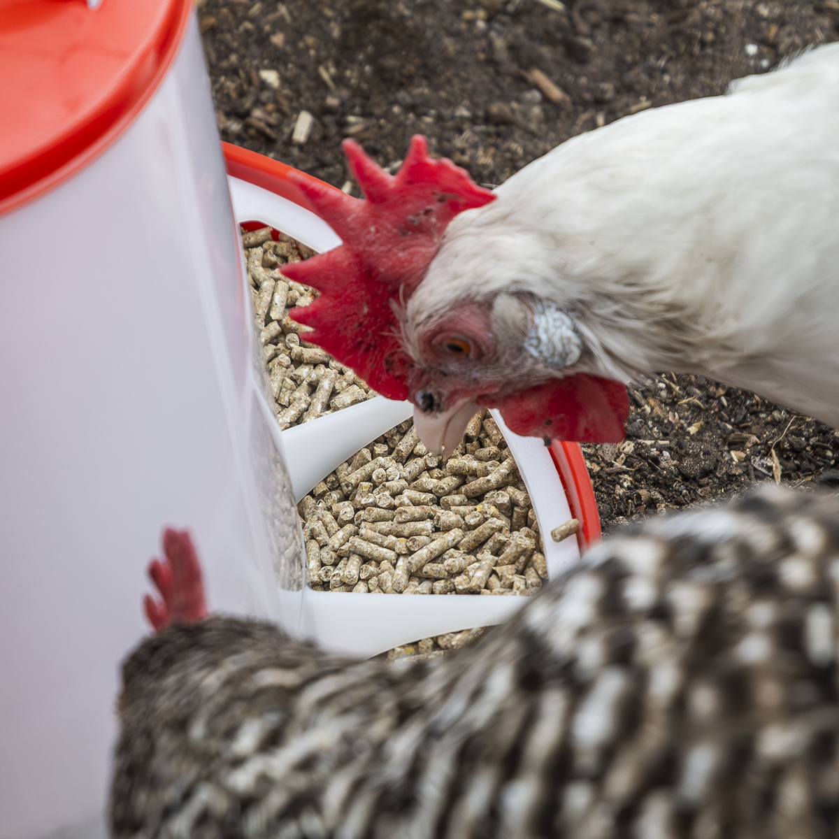Sealey AFT025 Poultry Feeder 1.5kg - Pack of 5