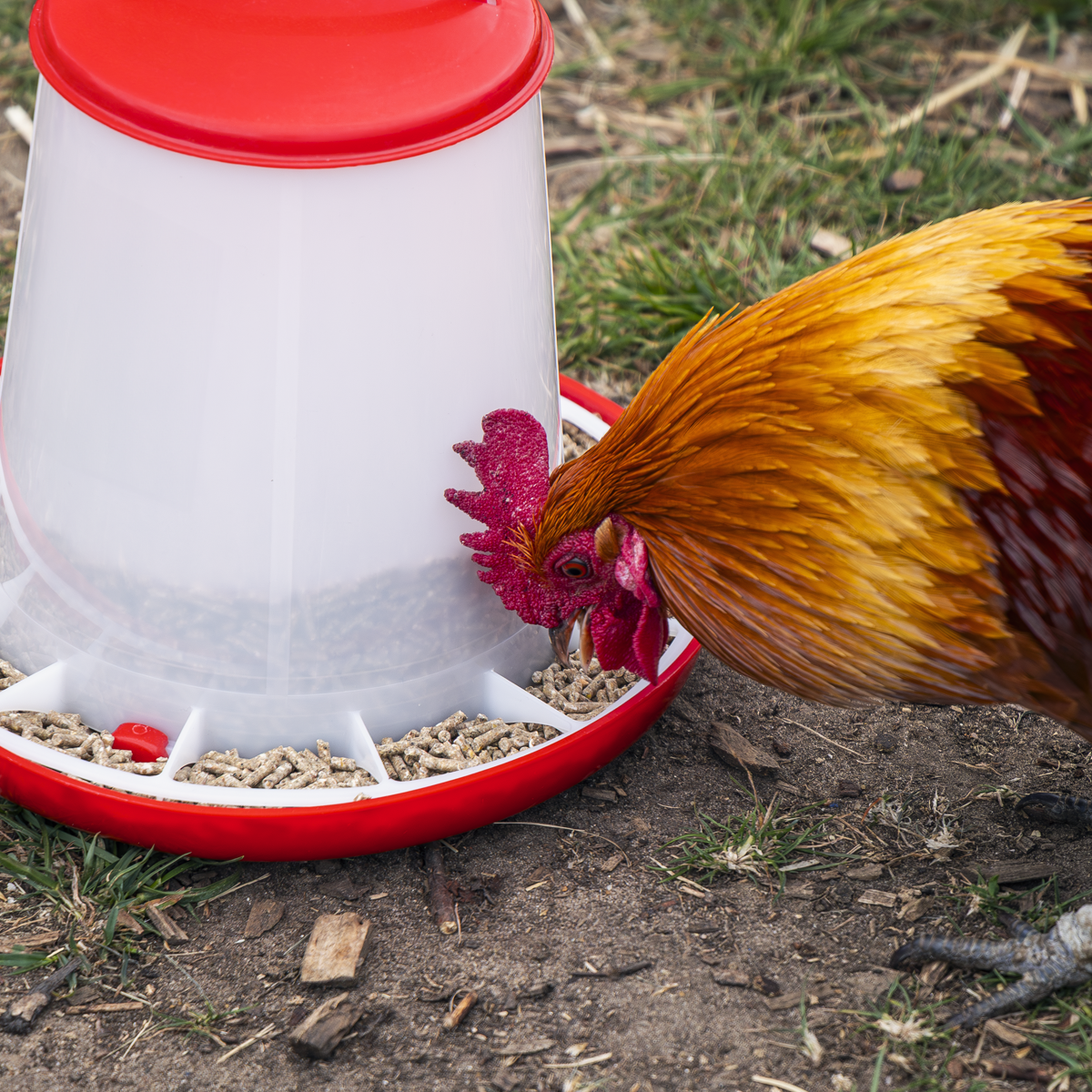Sealey AFT033 Poultry Feeder 3kg - Pack of 3